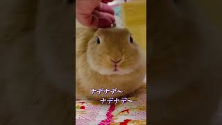 #ネザーランドドワーフ　ナデナデをいつまでも要求するうさぎさん#bunny  #うさぎ