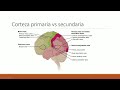 neuroanatomía y fisiología de la corteza cerebral