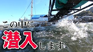 【魚観察動画】餌やり時、養殖のコワリに水中カメラを沈めると…