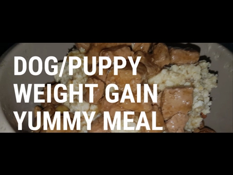 How To Help Your Dogs or Puppies Gain Weight With Cheap Simple Feeding How To Help Your Dogs or Puppies Gain Weight With Cheap Simple Feeding