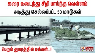 கரை உடைந்து சீறி பாய்ந்த வெள்ளம்.. அடித்து செல்லப்பட்ட 50 மாடுகள் -  பெரும் துயரத்தில் மக்கள்..!!