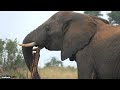 LIVE at the waterhole - 11 July 2025