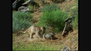 American Badger Vs Cougar