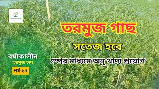 বর্ষাকালীন তরমুজ চাষ পদ্ধতি। বর্ষাকালীন তরমুজ চাষের বিভিন্ন সমস্যা ও সমাধান। Watermelon cultivation