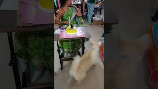 చిన్నూ at birthday celebrations#funnydogcompliations#dogcompliations#cutedog#viral#shorts subscribe