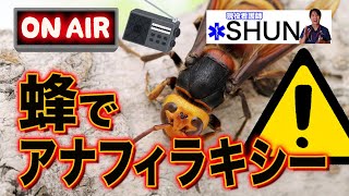 ハチに刺された時。対処法。危険！死亡？アブは大丈夫？病院いくの？【メディカルラジオ】