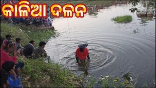 କାଳିଆ ଦଳନ // BINDHAPALI DHANUYATRA RE KALIA DALANA