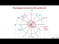 ECG Interpretation - Understanding the Cardiac Axis