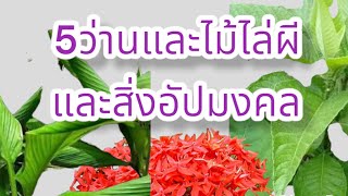 ว่านและต้นไม้มงคล ไล่สิ่งอัปมงคล แก้คุณไสย ป้องกันผี สิ่งชั่วร้าย ไม้มงคล #ต้นไม้ไล่ผี 5 อันดับ