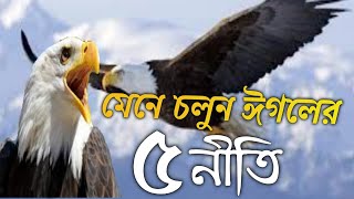 ঈগলের যে নীতিগুলো মানুষের জীবন বদলে দিবে Eagle's principles that will change people's lives