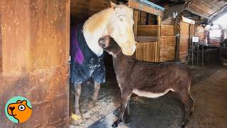 Small Donkey Guides His Blind Horse Friend. People Can't Believe It | Cuddle Buddies