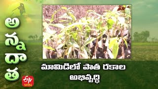 మామిడిలో పాత రకాల అభివృద్ధి | Development of old mango varieties @Diggi KVK | ETV Telugu