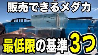 【実例紹介】メダカの選別から販売までの流れを解説