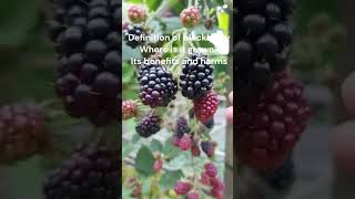 Definition of blackberry Where is it grown? Its benefits and harms