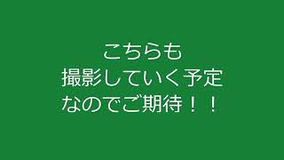 【ペットマト】ペットボトルで簡単水耕栽培チャレンジ【植えてみた編】1～13日目【ミニトマト】