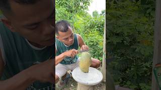 Mangga mahatir asli #manggamahatir