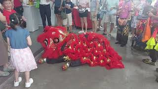 4/2/2025 Lion Dance Cai Qing by Xinyang Yongyang Athletic Association at Tong Aik Huat