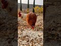 hen s delicious rice blowout watch as this adorable hen enjoys every grain of her favorite rice meal