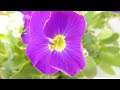 rock cress aubrieta x cultorum sumarstjarna breiðublóm hraunbúi sumarblóm