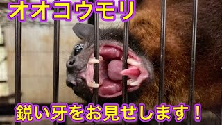 【Flying Fox】インドオオコウモリの鋭い牙！！その牙で食べるエサとは？まさかの・・・？？