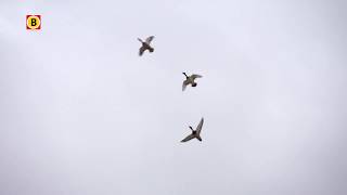 Vogelgeluiden moeten vogelpoep op gloednieuwe auto's voorkomen, maar buurt baalt van de herrie