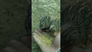 Hand feeding Harlequin Quail! #19