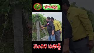 కూరగాయల పందిరి సపోర్ట్ | vegetable pendals support | BHOOMIPUTHRA TELUGU  #agriculture