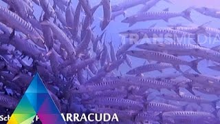 MY TRIP MY ADVENTURE 12 NOV 2015 - Surga Bawah Laut Wakatobi Part 3