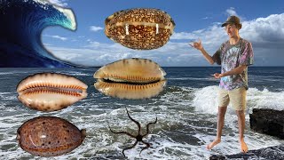 HOW TO FIND BIG RARE COWRY SEASHELLS IN AUSTRALIA! | Shelling With Friends Down Under!