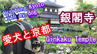 [ENG SUB] そうだ、愛犬と京都行こう！銀閣寺編【犬とお出かけ】Traveling Kyoto with my dog - Ginkakuji - Temple