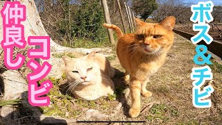 野良猫動画 湖畔の仲良しコンビも春の訪れを喜んでます Japanese cats