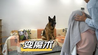 给狗子变魔术，德牧不愧能当警犬，边牧真是笑不活了