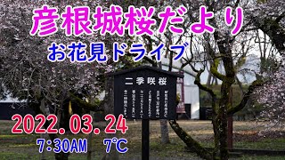 桜だより3月24日(最新→4月8日)　今日の彦根城お花見ドライブ