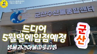 水産市場 군산항 수산물 종합센터 5월말 새단장 입점 견문록♡삶1870/Gunsan port fish market, korea