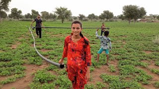 [455] मेरे गांव का खेत ❤️ Mere Ganv Ka khet उत्तर पश्चिमी राजस्थान भारत #life #village #people