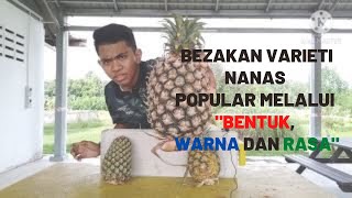 Tips Mudah Bezakan Varieti Nanas Popular - MD2, JOSAPINE DAN MORRIS