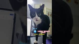 猫咪找到丢失几个月的玩具后，第一时间与主人分享喜悦，猫：还是你懂我#萌宠 #猫 #可爱