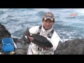 anglers tv vol.0005【前篇】「八丈島」メジナ（グレ）ウキフカセ釣り