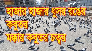 হাজার হাজার কবুতর,মক্কার কবুতর চত্বর,Thousands of gray pigeons, Mecca Pigeon Square