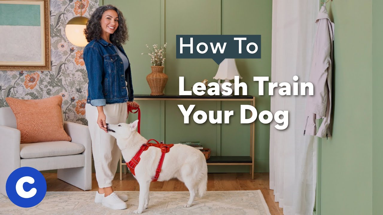 How To Leash Train A Dog | Chewtorials - YouTube