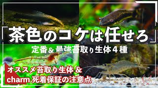 【茶色い苔で困ったら】茶ゴケ除去にオススメな最強生体４種【初心者向け茶ゴケの対策・除去方法】【小型水槽でアクアリウムを始めよう！#４】