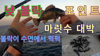 낮 볼락 피딩타임#낮볼락#주문진 볼락#볼락 루어낚시#삼척볼락#덕산항 볼락