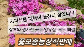 꽃잔디 패랭이  지피식물 (경사진 곳 토양유실 잡초제거 )모두해결