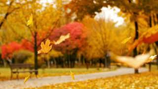 Crunchy Autumn Leaf Walk ASMR | Relaxing Nature Sounds for Sleep \u0026 Relaxation