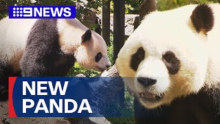 New panda bear arrives at Adelaide Zoo | 9 News Australia