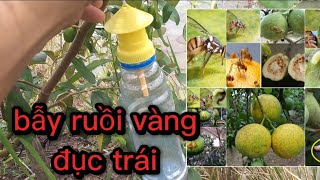 bẫy ruồi vàng đục trái rất hiệu quả cho anh em nông dân