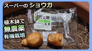 【スーパーのショウガ】植木鉢で無農薬・有機栽培