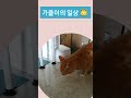 자동급식기소리 냥이의 반응속도 😱 cat 🐈