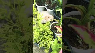 #pekingese #puppy #puppylove #shortvideo