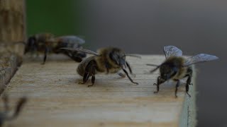 Entstehung einer Klotzbeute + Bienenflug